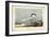 Audubon Sandwich Tern-John James Audubon-Framed Art Print