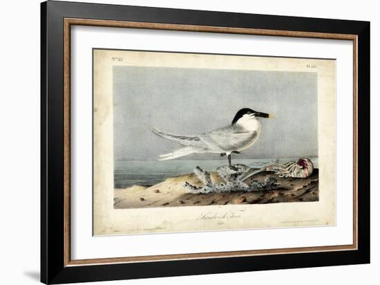 Audubon Sandwich Tern-John James Audubon-Framed Art Print