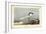 Audubon Sandwich Tern-John James Audubon-Framed Art Print