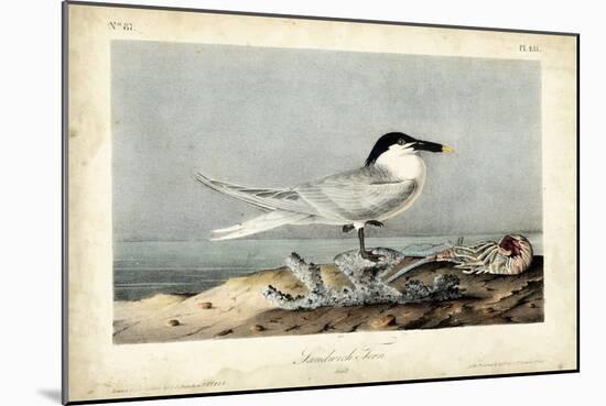 Audubon Sandwich Tern-John James Audubon-Mounted Art Print