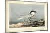 Audubon Sandwich Tern-John James Audubon-Mounted Art Print