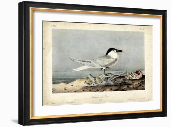 Audubon Sandwich Tern-John James Audubon-Framed Art Print