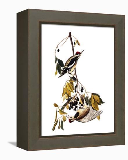 Audubon: Sapsucker, 1827-38-John James Audubon-Framed Premier Image Canvas