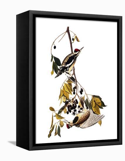 Audubon: Sapsucker, 1827-38-John James Audubon-Framed Premier Image Canvas