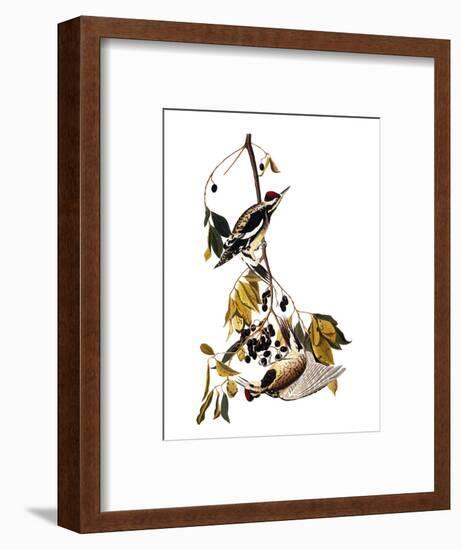 Audubon: Sapsucker, 1827-38-John James Audubon-Framed Premium Giclee Print