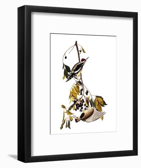 Audubon: Sapsucker, 1827-38-John James Audubon-Framed Premium Giclee Print