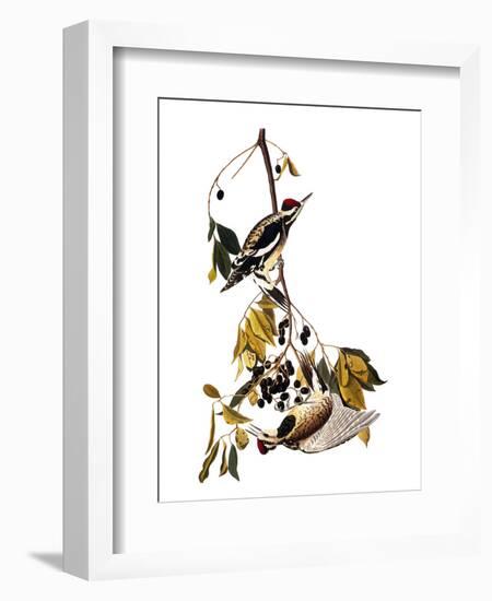 Audubon: Sapsucker, 1827-38-John James Audubon-Framed Premium Giclee Print