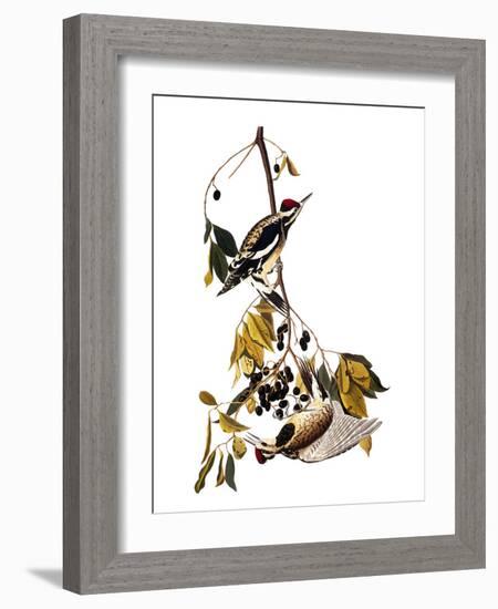 Audubon: Sapsucker, 1827-38-John James Audubon-Framed Giclee Print