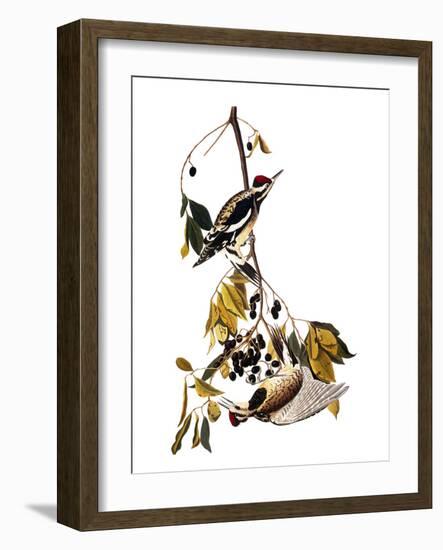 Audubon: Sapsucker, 1827-38-John James Audubon-Framed Giclee Print