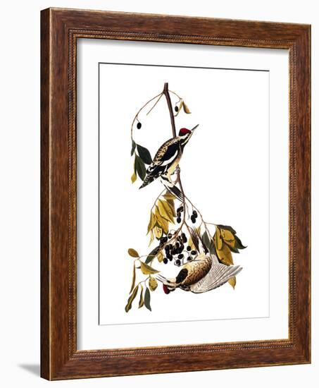 Audubon: Sapsucker, 1827-38-John James Audubon-Framed Giclee Print