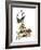 Audubon: Sapsucker, 1827-38-John James Audubon-Framed Giclee Print