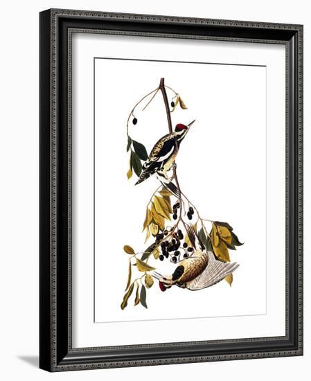 Audubon: Sapsucker, 1827-38-John James Audubon-Framed Giclee Print