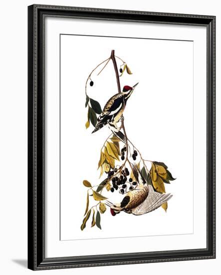 Audubon: Sapsucker, 1827-38-John James Audubon-Framed Giclee Print