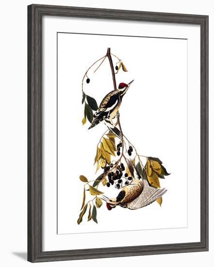 Audubon: Sapsucker, 1827-38-John James Audubon-Framed Giclee Print