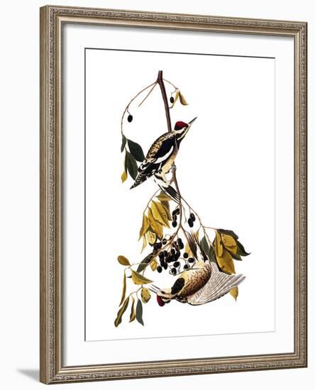 Audubon: Sapsucker, 1827-38-John James Audubon-Framed Giclee Print