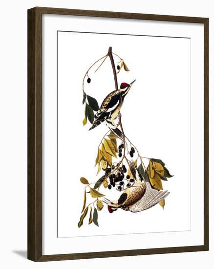 Audubon: Sapsucker, 1827-38-John James Audubon-Framed Giclee Print