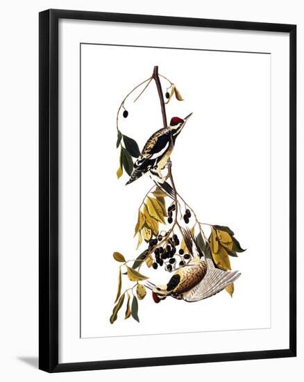 Audubon: Sapsucker, 1827-38-John James Audubon-Framed Giclee Print