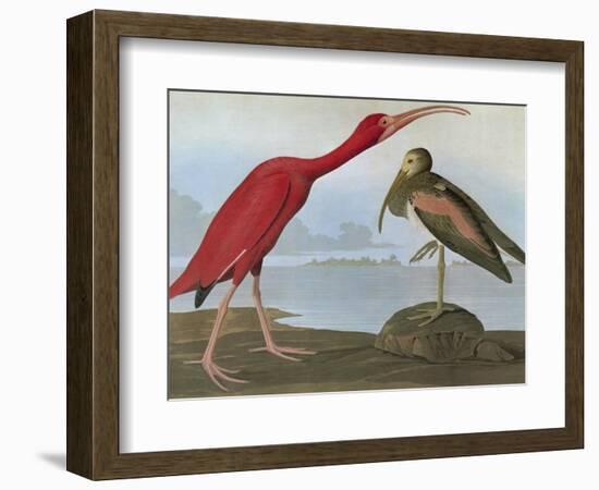 Audubon: Scarlet Ibis-John James Audubon-Framed Premium Giclee Print