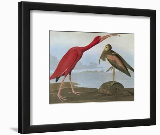 Audubon: Scarlet Ibis-John James Audubon-Framed Premium Giclee Print