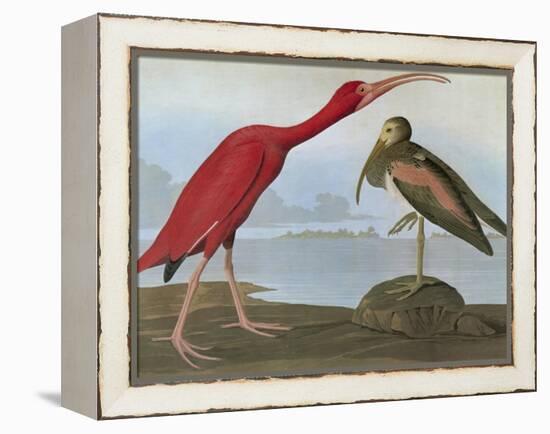 Audubon: Scarlet Ibis-John James Audubon-Framed Premier Image Canvas