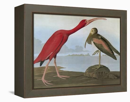 Audubon: Scarlet Ibis-John James Audubon-Framed Premier Image Canvas