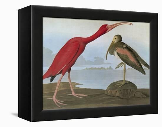 Audubon: Scarlet Ibis-John James Audubon-Framed Premier Image Canvas