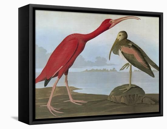 Audubon: Scarlet Ibis-John James Audubon-Framed Premier Image Canvas