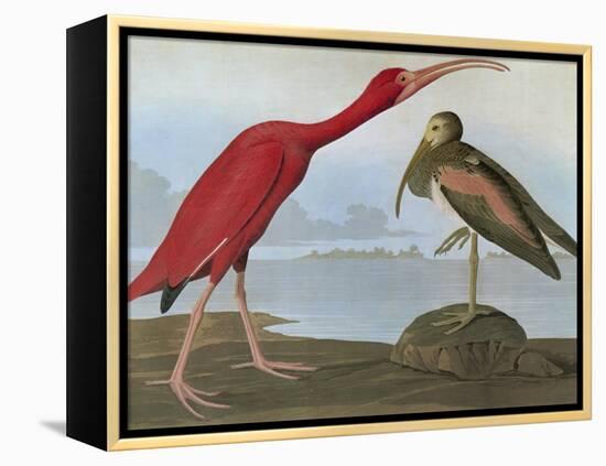 Audubon: Scarlet Ibis-John James Audubon-Framed Premier Image Canvas