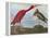 Audubon: Scarlet Ibis-John James Audubon-Framed Premier Image Canvas