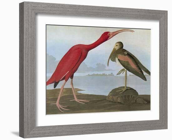 Audubon: Scarlet Ibis-John James Audubon-Framed Giclee Print