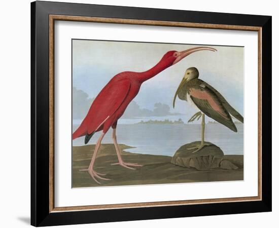 Audubon: Scarlet Ibis-John James Audubon-Framed Giclee Print