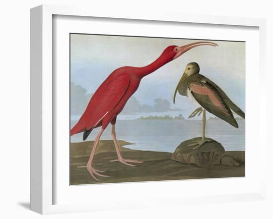 Audubon: Scarlet Ibis-John James Audubon-Framed Giclee Print