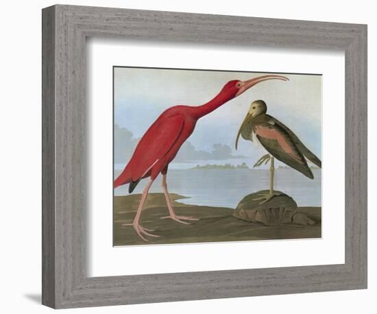 Audubon: Scarlet Ibis-John James Audubon-Framed Giclee Print