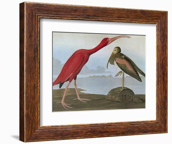 Audubon: Scarlet Ibis-John James Audubon-Framed Giclee Print