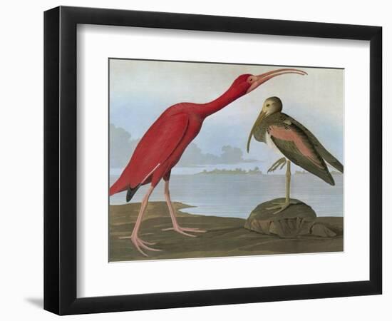 Audubon: Scarlet Ibis-John James Audubon-Framed Giclee Print