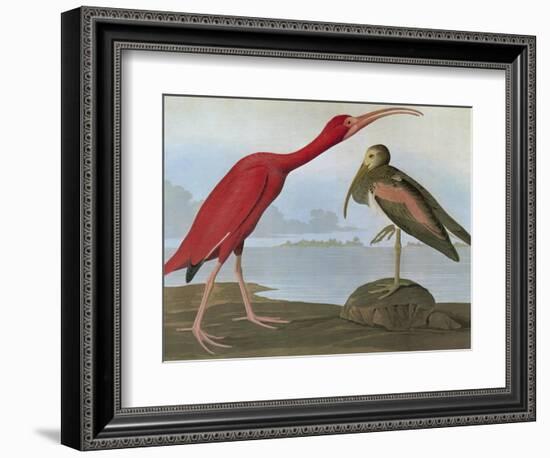 Audubon: Scarlet Ibis-John James Audubon-Framed Giclee Print