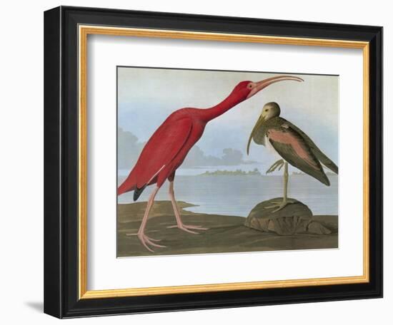 Audubon: Scarlet Ibis-John James Audubon-Framed Giclee Print