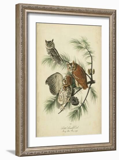 Audubon Screech Owl-John James Audubon-Framed Art Print