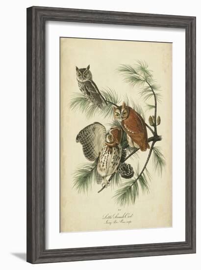 Audubon Screech Owl-John James Audubon-Framed Art Print