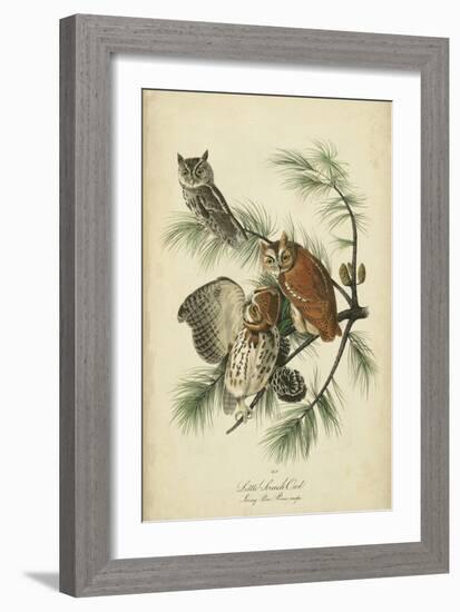 Audubon Screech Owl-John James Audubon-Framed Art Print