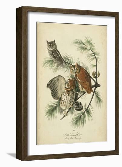 Audubon Screech Owl-John James Audubon-Framed Art Print