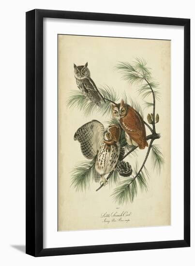 Audubon Screech Owl-John James Audubon-Framed Art Print