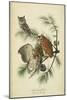 Audubon Screech Owl-John James Audubon-Mounted Art Print