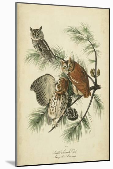 Audubon Screech Owl-John James Audubon-Mounted Art Print