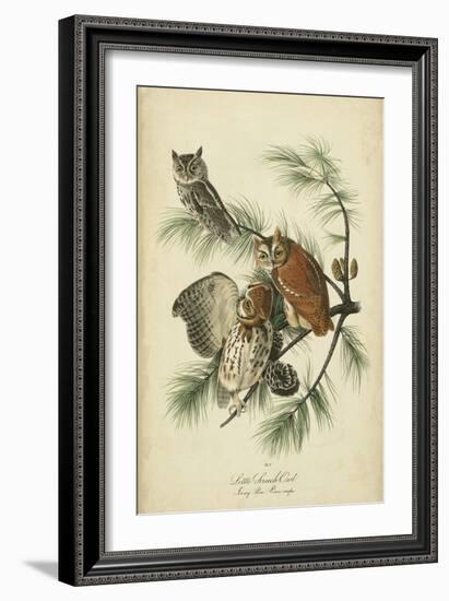 Audubon Screech Owl-John James Audubon-Framed Art Print