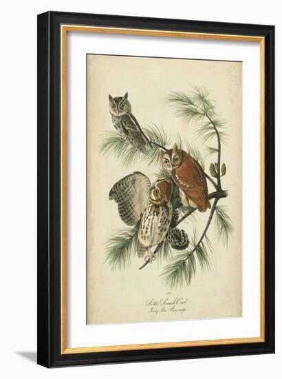 Audubon Screech Owl-John James Audubon-Framed Art Print