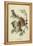 Audubon Screech Owl-John James Audubon-Framed Stretched Canvas