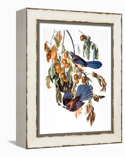 Audubon: Scrub Jay, 1827-38-John James Audubon-Framed Premier Image Canvas