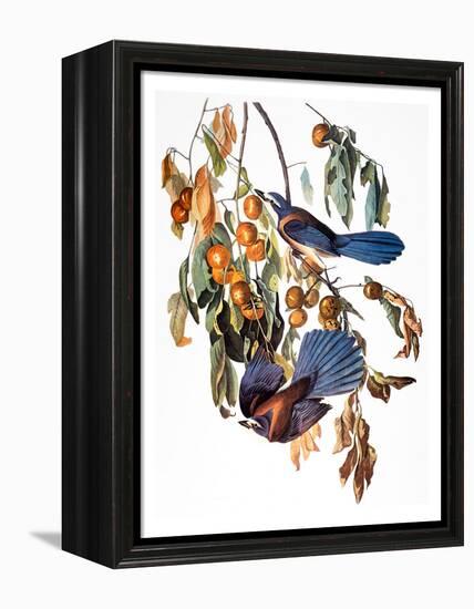 Audubon: Scrub Jay, 1827-38-John James Audubon-Framed Premier Image Canvas