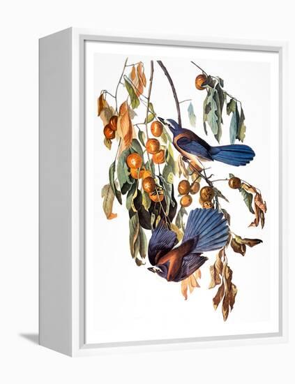 Audubon: Scrub Jay, 1827-38-John James Audubon-Framed Premier Image Canvas